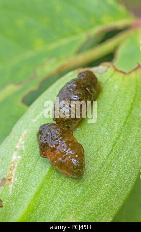 Scarlet lily beetle larvae (Lilioceris lilii) on a lily leaf. England, UK Stock Photo