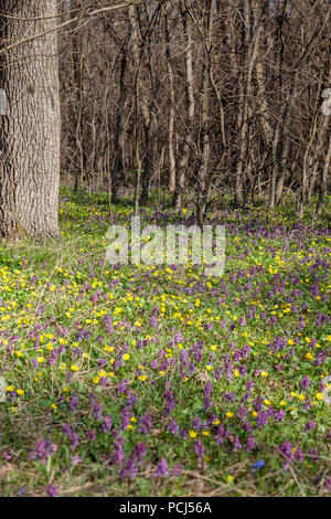 General view flowering plant of Corydalis solida and Marsh Marigold (Caltha palustris) blooming in spring forest. Small yellow and purple wild flowers Stock Photo
