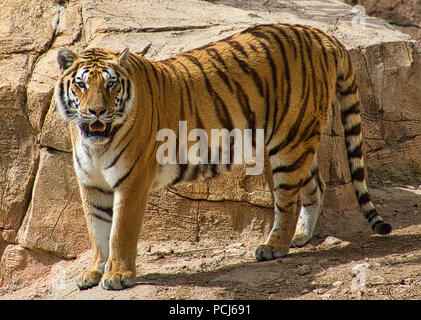 Zoo, Tiger, Bengal Tiger, Exotic Animals, wild, cats, wildlife, jungle, endangered, stripes, portrait, exotic, captive, animal Stock Photo