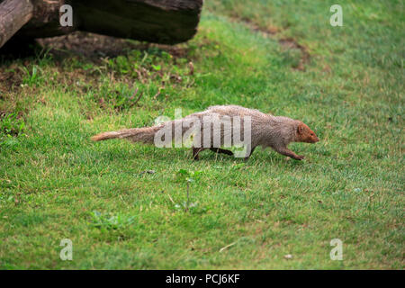 Indian grey mongoose, Asia, (Herpestes edwardsii) Stock Photo