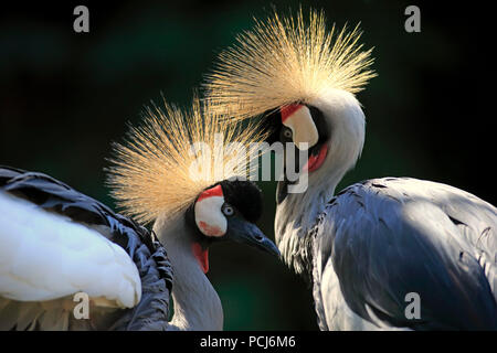 Crowned Crane, adult, Africa, (Balearica regulorum) Stock Photo