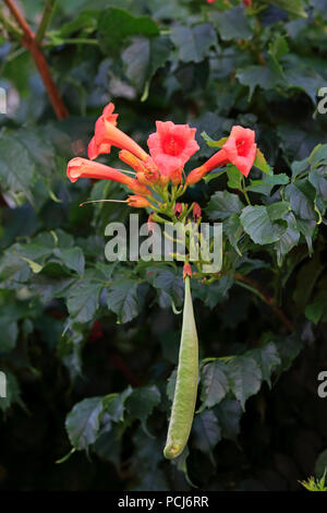 Trumpet vine, flower and seed head, Ellerstadt, Germany, Europe, (Campsis radicans) Stock Photo
