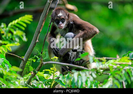 White Bellied Spider Monkey, female with young tree, Asia, (Ateles belzebuth) Stock Photo