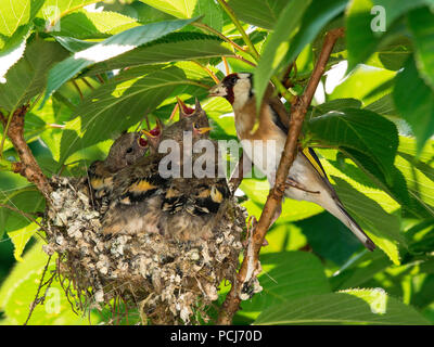 Distelfink mit Jungvoegeln am Nest, ,NRW, Deutschland, (Carduelis carduelis) Stock Photo