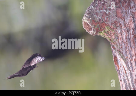 Mauersegler, im Anflug an Spechthoehle, Selketal bei Harzgerode, Harz, Deutschland, (Apus apus) Stock Photo