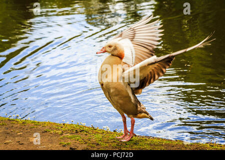 An Egyptian goose, Alopochen aegyptiaca, stands and spreads its wings at the side of a lake in Isabella Plantation, Richmond Park, London, UK Stock Photo