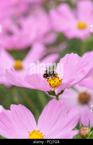 Bombus Lucorum. Bumblebee on Cosmos bipinnatus ’Sonata pink’ flower Stock Photo