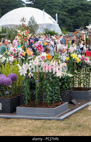 Lilium. Oriental Lily flowers on a nursery stand at RHS Tatton park flower show 2018, Cheshire, UK Stock Photo