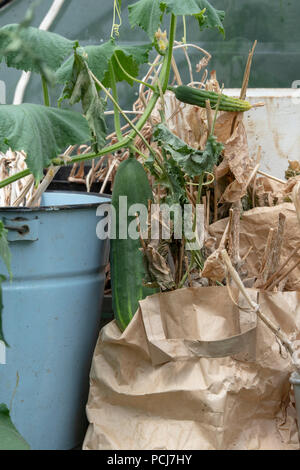 Cucumis Sativus. Cucumber fruit on the vine in a greenhouse next to paper bags with drying dead flower heads. UK Stock Photo