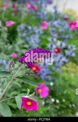 Purple Buddleja, Butterfly flower in a garden in july. UK Stock Photo