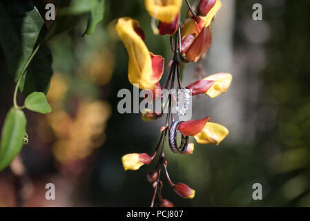 Wedding decoration and flowers with wedding rings Stock Photo