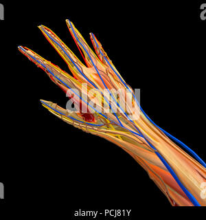 Internal anatomy of a hand, 3d section. Veins muscles and bones of a hand. 3d rendering Stock Photo