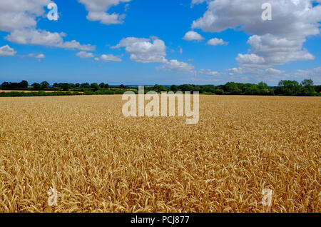 barley crop in field, north norfolk, england