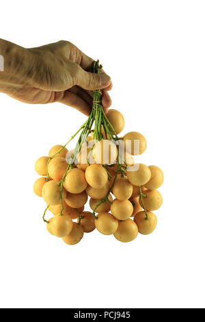 The left hand is holding bunch of baccaurea ramiflora in white background. Stock Photo