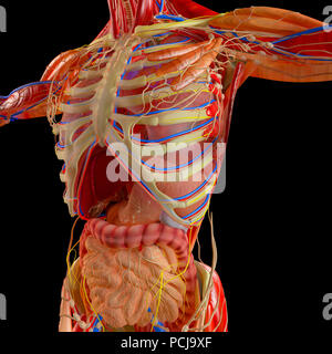 Human body, muscular system, digestive system, anatomy. Stomach, esophagus, duodenum, colon. Human anatomy. Internal organs Stock Photo