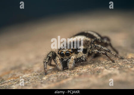 Zebra Jumping Spider (Salticus scenicus) on rock in garden. Tipperary, Ireland Stock Photo
