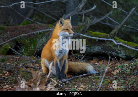 Red fox (Vulpes vulpes) with a bushy tail hunting in the forest in Algonquin Park , Canada in autumn Stock Photo