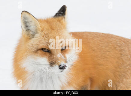 Red fox (Vulpes vulpes) with a bushy tail isolated on white background hunting in the winter snow in Algonquin Park, Canada Stock Photo