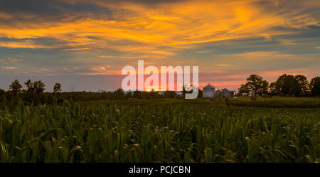 Sunset in farm country, North Carolina. Corn field in the foreground and working farm middle. Stock Photo