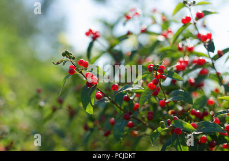 Green shrub of honeysuckle with bright red ripe berries on background of blue sky Stock Photo