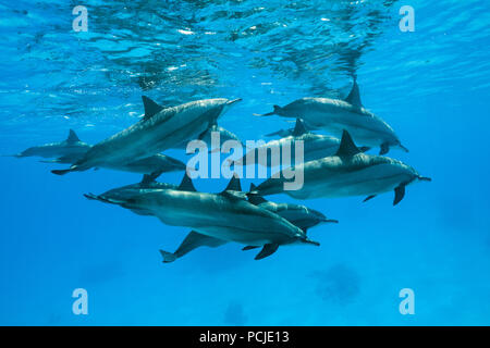 A pod of pregnant female dolphins swim under surface of the blue water. Spinner Dolphins (Stenella longirostris) Stock Photo