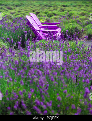 Beautiful lavender field with adirondack chairs, Long Island New York Stock Photo