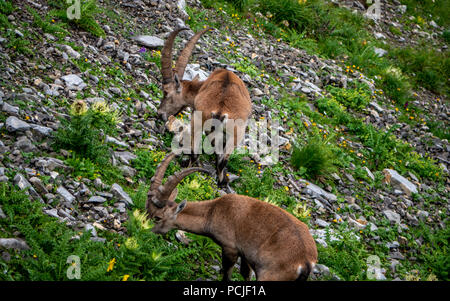 alpine capricorn Steinbock Capra ibex eating grass, brienzer rothorn switzerland alp Stock Photo