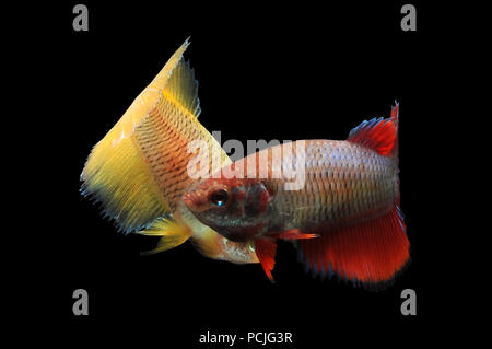 Two betta fish Stock Photo