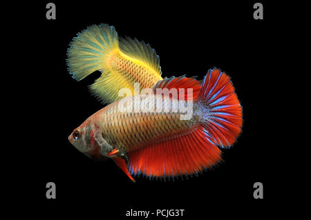 Two betta fish Stock Photo