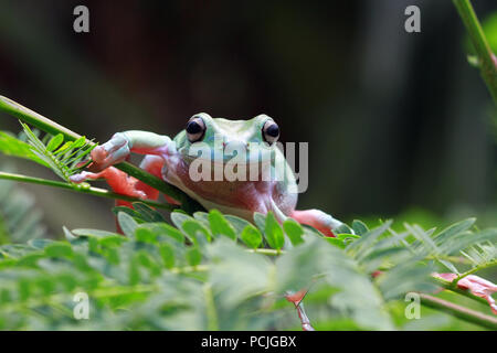 Dumpy tree frog sitting on a plant, Indonesia Stock Photo