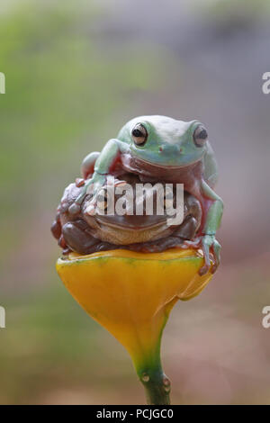 Two dumpy tree frogs sitting on  a plant, Indonesia Stock Photo
