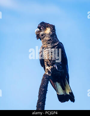 Portrait of a Carnaby's Cockatoo (Calyptorhynchus latirostris), South Western Australia, Australia Stock Photo