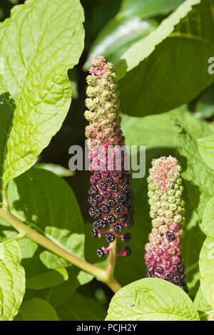 Phytolacca americana, the American pokeweed showing poisonous purple-red ripe fruit Stock Photo