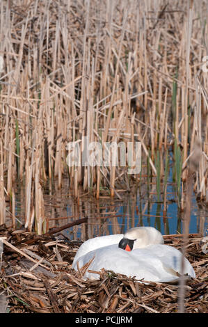 Cygne tuberculé Cygnus olor Mute Swan pair courting Anatidae ...