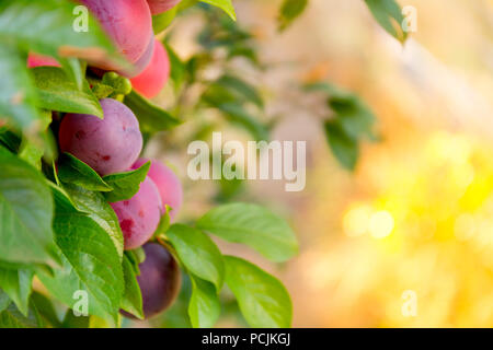 Plums garden in sunny day. Background with bokeh Stock Photo