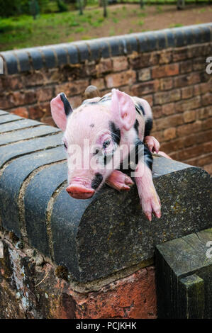 Black and white piglet sitting on wall Stock Photo
