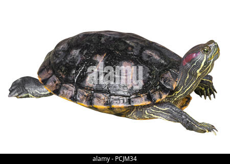 Red eared slider turtle ( Trachemys scripta elegans ) is creeping and raise one's head on white isolated background . Side view . Stock Photo