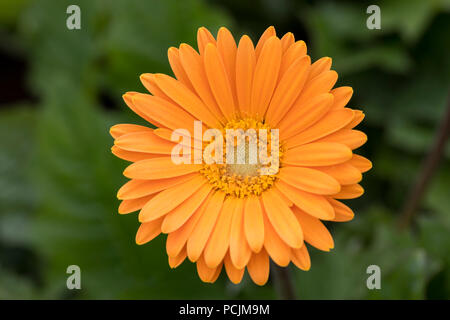 Close up of Gerbera Garvinea, 'Sweet Honey', UK Stock Photo