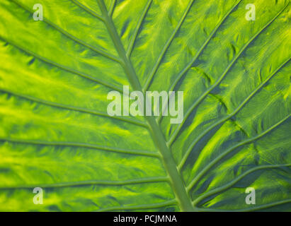 underside view of green leaf Stock Photo