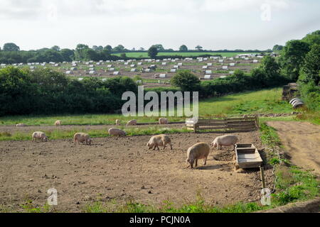 Large pig farm in East Devon Stock Photo