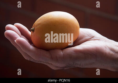 A Mango Isolated. Mangoes are juicy stone fruit (drupe) from numerous species of tropical trees belonging to the flowering plant genus Mangifera, cultivated mostly for their edible fruit Stock Photo