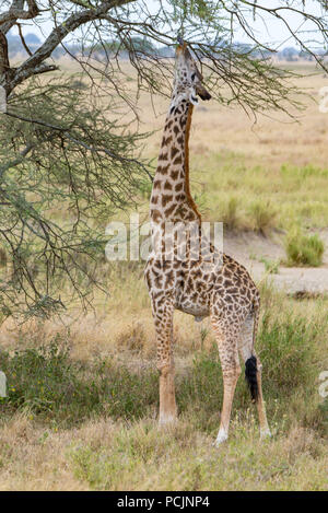 Giraffe Reaching into a Tree for a Few Leafs