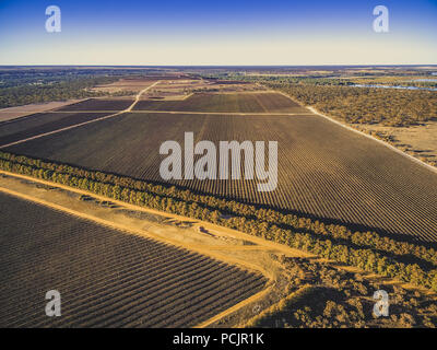 Aerial landscape of large vineyard in winter in Riverland, South Australia Stock Photo