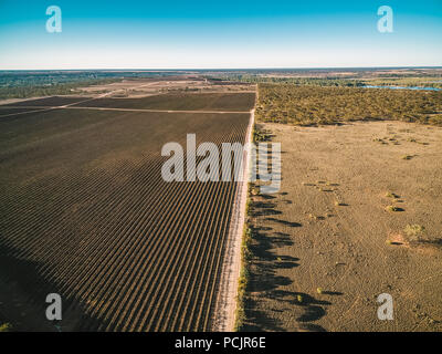 Aerial view of vineyard in Kingston on Murray in winter. Riverland, South Australia Stock Photo