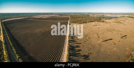 Aerial panorama of vineyard in Kingston on Murray in winter. Riverland, South Australia Stock Photo