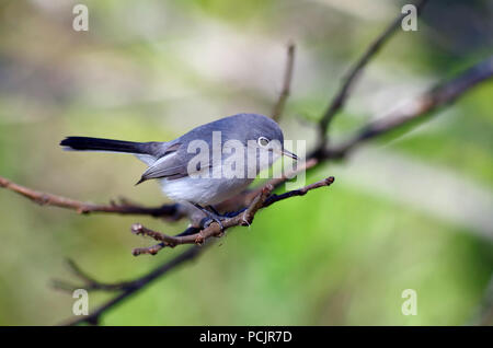 Blue-gray Gnatcatcher-Polioptila caerulea. Corpus Christi, Texas USA. Stock Photo
