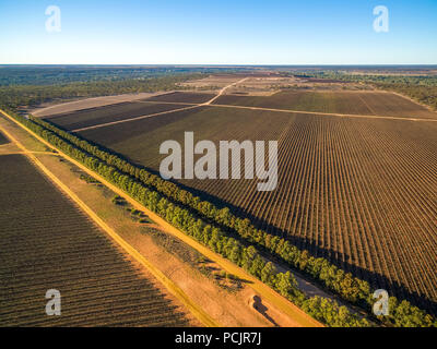 Large vineyard in Kingston on Murray, Riverland, South Australia - aerial view Stock Photo