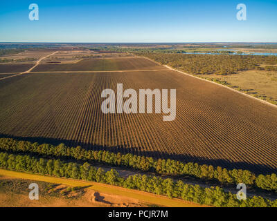 Scenic vineyard in Kingston on Murray, Riverland, South Australia - aerial view Stock Photo