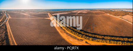 Scenic vineyard in Kingston on Murray, Riverland, South Australia - wide aerial panorama Stock Photo