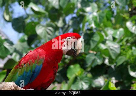 Green-Winged Macaw. 'Parrot Talk' program at the South Texas Botanical Gardens and Nature Center in Corpus Christi, Texas USA. Stock Photo